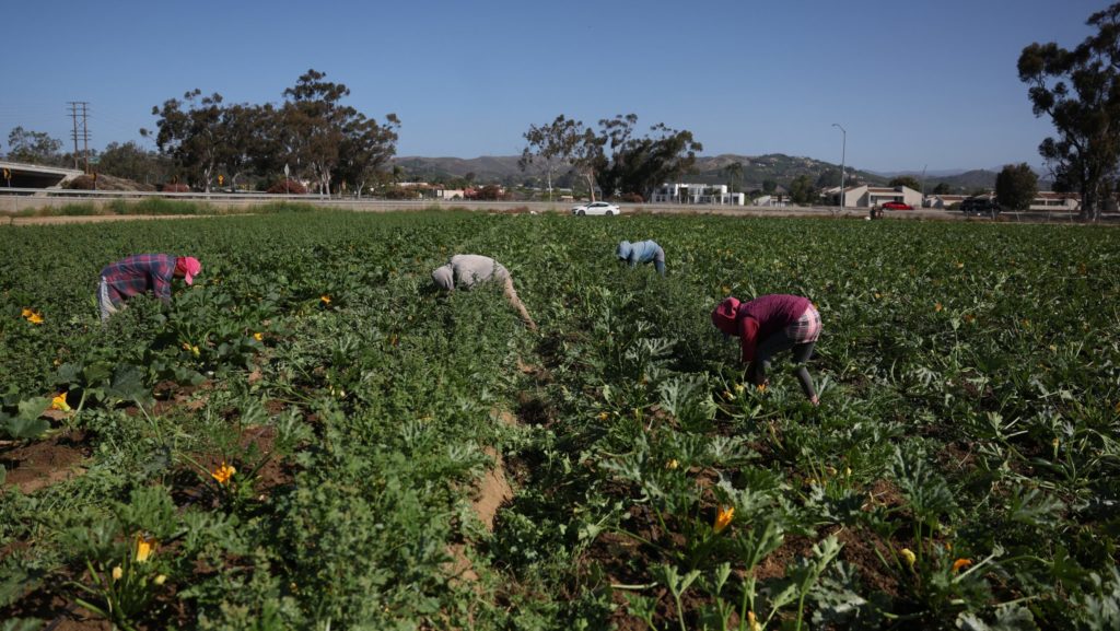 Trabajadores inmigrantes cosechan cultivos en una granja en Oxnard, California, el 22 de junio de 2025. Los republicanos del Senado aprobaron el 1 de julio su versión de la ley One Big Beautiful Bill, que promulgaría disposiciones clave de la agenda legislativa del presidente Donald Trump sobre impuestos e inmigración. (Foto OSV News/Pilar Olivares, Reuters)