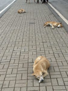 bom_jesus_no_4-scaled | Angelus en Español Perros descansan fuera de la Basílica del Buen Jesús en Goa durante la visita del autor en mayo de 2025. (Foto enviada)