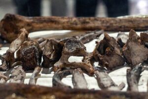 Los restos de San Francisco se ven durante la primera exposición pública para veneración en la Basílica de San Francisco en Asís, Italia, el 22 de febrero de 2026, para conmemorar el 800 aniversario de la muerte del santo. (OSV News/Alessia Giuliani, CPP)