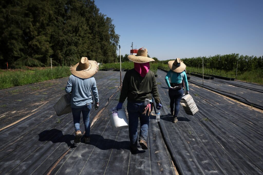 Migrantes guatemaltecos cargan provisiones hacia un campo en una granja del condado de Kern, California, el 18 de junio de 2025. Los obispos de Estados Unidos y otros grupos católicos expresaron preocupación por propuestas de regulaciones federales —aún pendientes de aprobación— que restringirían aún más el acceso de solicitantes de asilo, otros migrantes y sus familias a permisos de trabajo y asistencia para vivienda. (Foto OSV News/Pilar Olivares, Reuters)