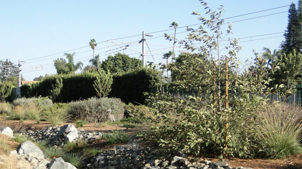 Una garza azul grande descansa entre la vegetación nativa del Corredor Verde de Westwood. (Foto de cortesía del Corredor Verde de Westwood)